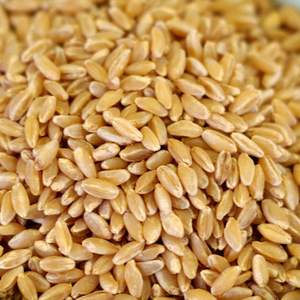 Trigo Duro Orgánico de Primera Calidad Certificado 2026, Grano Integral de Textura Dura para Alimentos, Precio Económico, Venta al Por Mayor - Product Image 1