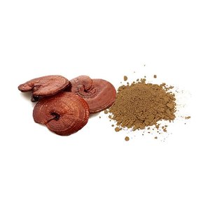 Polvo de Hongo Ganoderma de Alta Calidad al por Mayor, Extracto Herbal de Reishi Lingzhi para la Fabricación de Suplementos Nutricionales - Product Image 2