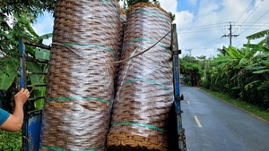 เชือกใยมะพร้าวธรรมชาติ VietChoice ม้วนเป็นม้วน ขนาดต่างๆ 100% เส้นใยจากเวียดนาม จัดเก็บแบบแห้ง ใช้ในงานเกษตร - Product Image 5