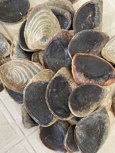 [HOT SELLING] Blue Lotus Farm Murex Operculum Seashell Nail <b>Shell</b> Raw Material for Fragrance Oil Incense Perfume Extract Thanh - Product Image 4