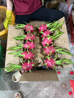 [HOGE KWALITEIT] Premium Biologische Vietnamese Rode Vlees Dragon Fruit Nieuwe Oogst Grote Maat 100% Natuurlijk Vers Markt Groothandel