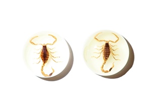 Escorpión Dorado, Espécimen Real, Cabujón de Plástico Redondo de 19x19 mm, Base Plana Brillante para Manualidades y Joyería - Product Image 3