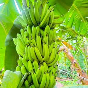 Fournisseur fiable de bananes Cavendish vertes fraîches - Product Image 2