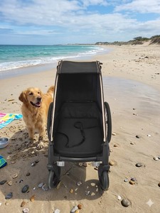 Poussette/remorque/voiturette 3 en 1 pour animaux de compagnie, pliable, légère, imperméable, remorque pour vélo pour chien - Beige - Product Image 5