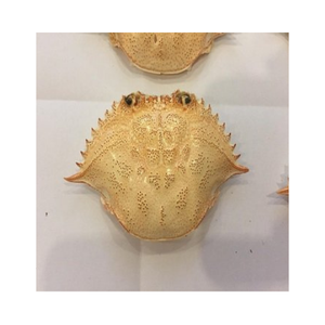 เปลือกปูแห้งของผู้จำหน่ายเวียดนามสำหรับการตกแต่งเป็นตัวเลือกที่ดีที่สุดสำหรับคุณ/MS ทีไอ - Product Image 4