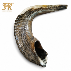 Shofar en corne de bœuf fait main, corne naturelle, instrument religieux juif pour la cérémonie de Rosh Hashanah, Yom Kippur, la prière et la liturgie. - Product Image 6