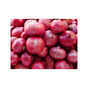 Cebolla Roja de Alta Calidad, Mejor Precio Directo de Fábrica, 100 kg, 2 Años de Duración, Cebollas Frescas de la Cosecha - Product Image 3