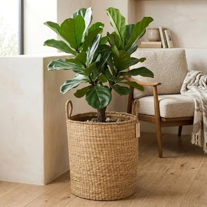 Juego de 2 cestas simples de mimbre tejido a mano, cestas de almacenamiento ecológicas al por mayor, hechas en Vietnam - Product Image 5