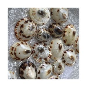 TOP SELLING 2026 Polished Limpet <b>Shells</b> For Home Decor And Accents Pure Sea <b>Shells</b> Clean Safe Premium Quality Nautical <b>Ornament</b> - Product Image 1