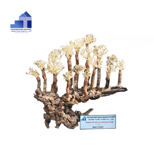2025 producto superior ecológico manglar madera bonsái Driftwood bonsái árbol para decoraciones de acuario de Vietnam para mayoristas - Product Image 4