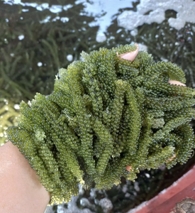 Material de Alga Marina de Uva de Mar Procesado Cuidadosamente, Aplicado en Soluciones de Adorno Culinario, Origen de Fabricación en Vietnam - Product Image 1