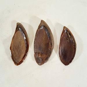 [VENTA CALIENTE] Concha de Operculum de Murex de Blue Lotus Farm, Materia Prima para Incienso, Fijador de Fragancias, Perfumería Artesanal Thanh Hoa - Product Image 2