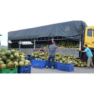 500ml VINUT Agua de coco pura natural OEM Precio al por mayor Bebida potable del fabricante - Product Image 4