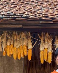 VENTA CALIENTE Blue Lotus 2025 Suministro de artesanía natural de maíz seco para decoraciones de otoño y cosecha - Product Image 6