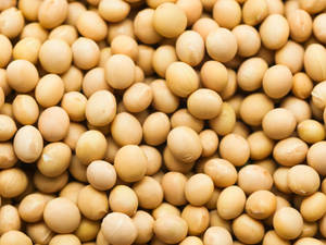 Semillas de Soja No Transgénicas para Alimentación de Ganado, Soja Amarilla de Grado Alimenticio, 18 Meses de Vida Útil, Bolsas de PP de 50 kg - Venta al Por Mayor - Product Image 4
