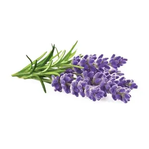 Premium Grade Pure <b>Lavender</b> Essential <b>Oil</b> Bulk Wholesale Price for Aromatherapy Blends Skincare & Cosmetics Formulations - India - Product Image 5