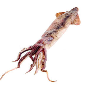 Compre Calamar Congelado Entero a Precios Competitivos para Venta al por Mayor con Tarifas con Descuento para Productores y Exportadores de Mariscos - Product Image 5