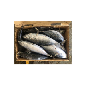 Approvisionnement en gros de poisson bonite congelé, prix bas, poisson congelé fiable pour l'exportation - Product Image 1