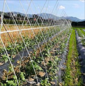 High Tensile UV Resistance Pultruded FRP Fiberglass for Grape Trellis Small Greenhouse Shed - Product Image 6