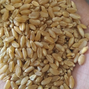 Grano de Trigo Seco al Sol con Alto Contenido Nutritivo, Grano de Trigo Fresco para Alimentación Animal, Panadería, Snacks y Productos Ricos en Proteínas - Product Image 4