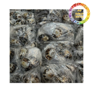 Natural limpet shell for decoration crafts and home design high quality sea shell bulk supply Vietnam - Product Image 5