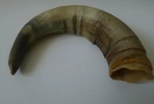 Corne à mâcher pour chien, écologique, durable, polie, de forme naturelle, sûre et sans odeur, pour la santé dentaire - Product Image 1