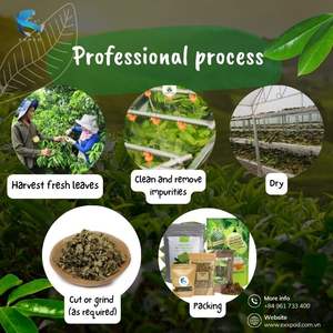 Thé du matin au corossol, tisane artisanale 100% naturelle et biologique, fabriqué au Vietnam - Product Image 1