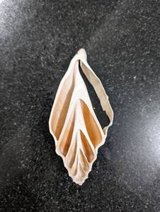 Conchas Marinas para Arte con Resina y Manualidades DIY - Product Image 3