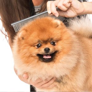 Peigne de toilettage pour animaux de compagnie en acier inoxydable écologique pour chiens et chats |   Peigne démêlant professionnel anti-rouille à 48 dents - Product Image 5