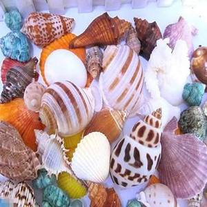 Coquillages naturels mélangés pour la décoration d'aquariums, les loisirs créatifs et les accessoires photo - Product Image 2
