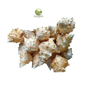 Concha de Casco de Bullmouth y Concha de Araña Naturales, Rústicas, Modernas, Ecológicas, para Manualidades - Product Image 4