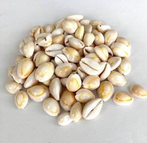 Conchas de cauri para decoración de sombreros y joyería, la mejor opción, conchas de cauri naturales a precio económico. - Product Image 2