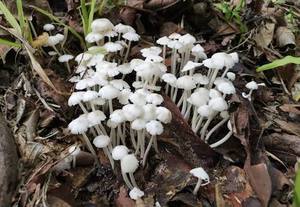 Champignons de Termites Frais Premium, Champignons Sauvages Naturels Comestibles, Champignons du Delta Vietnamien Ms. Nancy, Entiers, en Plastique HDPE, pour la Cuisson, Vente en Gros - Product Image 2