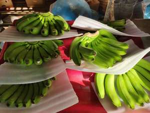 Venta al por mayor Premium Fresh Cavendish Banana de Vietnam de alta calidad al mejor precio para la exportación 99 Gold Data - Product Image 5