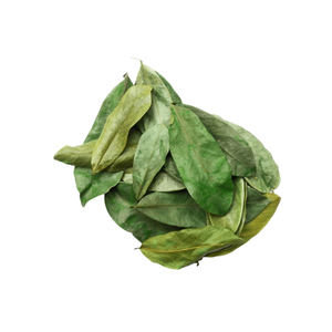 Bulk Supply Premium Soursop Leaves from Vietnam - Product Image 3