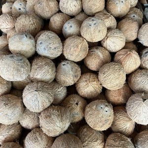 Noix de coco décortiquée de qualité export, Coco seco inteiro descascado, Kokosnoot zonder schil pour les grossistes (WA +84914319488) - Product Image 6