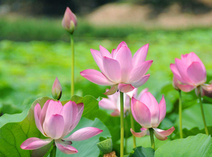 Premium <b>Fresh</b> Lotus <b>Flowers</b> from Vietnam - Elegant & Naturally Beautiful - Product Image 5
