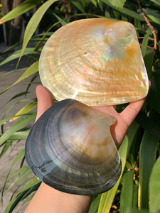 วัสดุงานฝีมือเปลือกหอยทำมือ เปลือกหอยเป๋าฮื้อ ของตกแต่งจากเวียดนาม โรงงานขายส่ง แผ่นมุก ของใช้ในครัว - Product Image 6