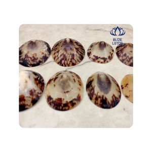 CON EXISTENCIA INMEDIATA Conchas de Limpet para la Fabricación de Joyas y Manualidades, Acabado Limpio, Forma Única, Ideal para Aplicaciones Creativas - Product Image 1