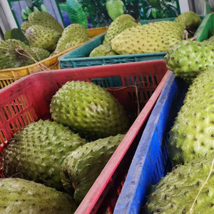 Soursop congelé du Vietnam, saveur naturelle douce, haute qualité, export en vrac compétitif - Product Image 1
