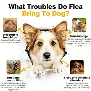 OEM/ODM Snack Protettivo per <span class=keywords><strong>Cani</strong></span> da Esterno con Frutta Biologica contro Pulci e Zecche, Sicuro per <span class=keywords><strong>Cani</strong></span> e Gatti, Salute Digestiva e Articolare - Product Image 3