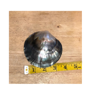 Concha de Nácar Negra Tahitiana, Corte Natural, Mayor a 9 cm, Ostra Tahitiana para Artesanías Profesionales - Product Image 5