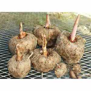 Quantité minimale de commande 10 MT Haute Qualité 75% Glucomannane Thai Konjac Poudre Extraits De Plantes Sauvages-Cultivés Tambour Emballage Vente Chaude Thaïlande - Product Image 2