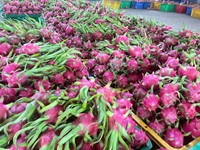 Vers Drakenfruit Uit Vietnam Dat Van Nature Wordt Gekweekt Voor Export, Zoete Smaak, Heldere Huid, Ideaal Voor Detailhandel En Foodservice