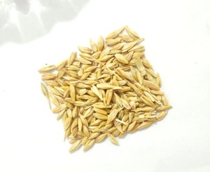 Grano de Cebada para Alimentación de Ganado y Caballos, Proveedor de Alimentos para Ganado al por Mayor, Exportador - Product Image 1