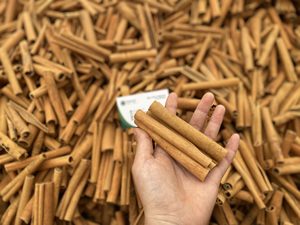 Bâtonnets de cannelle de Cassia de qualité supérieure 85% 90% pour cigares et cigarettes, Cassia 80, haute qualité. - Product Image 2
