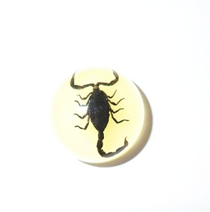 Cabujón de Plástico con Espécimen Real de Escorpión Negro, Redondo, 19x19 mm, Base Plana Brillante, para Manualidades y Joyería - Product Image 6