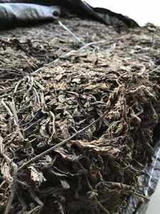 Hojas de hierba negra seca de auténtico origen vietnamita para té de hierbas refrescante y elaboración de gelatina, alto en nutrientes - Product Image 4