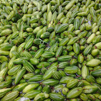Verse groene puntige komkommer, premium kwaliteit groente uit Bangladesh. Verse puntige komkommer, hoogwaardige groene groente uit Bangladesh.