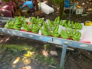 กล้วยสดเวียดนาม สายพันธุ์คาเวนดิช สีเขียว บรรจุ 13 กก. ผลไม้เขตร้อนและกึ่งเขตร้อน สำหรับทำอาหารว่างและของหวาน - Product Image 5